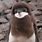Brown Baby Penguin