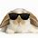 Bunnies with Glasses