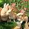 Bunny Rabbit Family