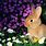 Bunny Rabbit Flowers