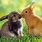 Bunny Rabbit Love