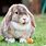 Bunny Rabbit for Kids