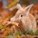 Bunny in Fall Leaves