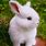 Cute Baby Bunny Rabbits