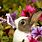 Cute Baby Bunny and Flowers