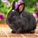 Cute Black Rabbit