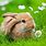 Cute Bunny in Grass