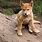 Cute Dingo Puppy