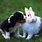Cute Dog and Rabbit