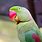 Cute Green Parrot