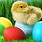 Easter Chicken Pictures