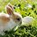 Easter Rabbit Images
