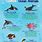 Facts About Sea Animals
