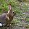 Forest Animals Rabbit