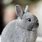 Grey Rabbit Pictures