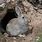 Habitat Rabbit Burrow