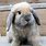 Holland Lop Pictures