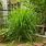 How to Grow Lemongrass Plant