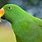 Large Green Parrot