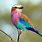 Lilac Bird