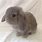 Mini Lop Bunny Baby