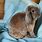 Mini Plush Lop Rabbit