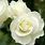 Most Beautiful Garden White Roses