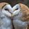Owls Hugging