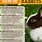 Pet Rabbit Facts