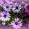 Pretty Purple Flowers Images