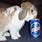 Rabbit Drinking Beer