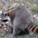 Raccoon Burrow