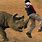Rhino vs Human