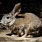 Riparian Brush Rabbit