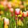 Spring Wallpaper HD Cute