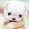 Tiny Baby Puppy