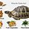 What Do Wild Turtles Eat