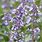 Whispurr Blue Catmint