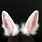 White Buny Ears