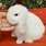 White Holland Lop