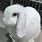 White Holland Lop Bunny