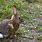 Wild Cottontail Rabbits