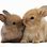 Two Cute Rabbits