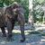 Bronx Zoo Elephant