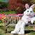 Easter Bunny Day