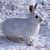 Snowshoe Hare Images
