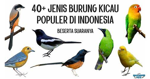 Bahasa Burung Indonesia Kicauan