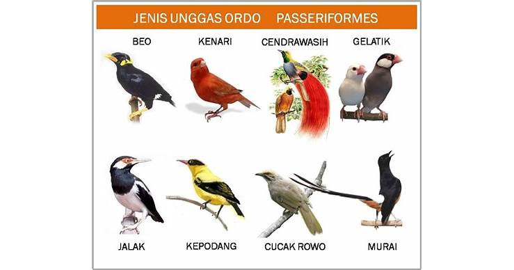 Bahasa Burung Indonesia Panggilan