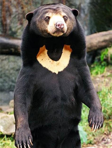 Beruang Madu