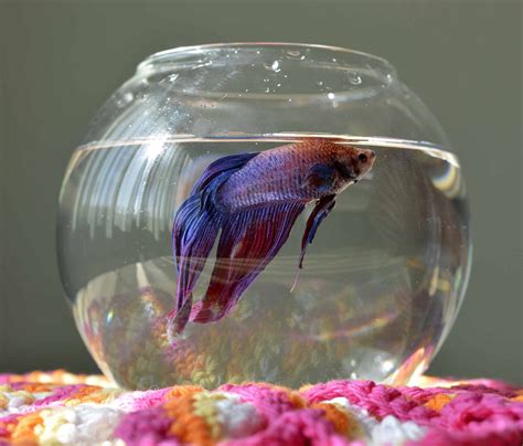 Betta Fish Tank Size